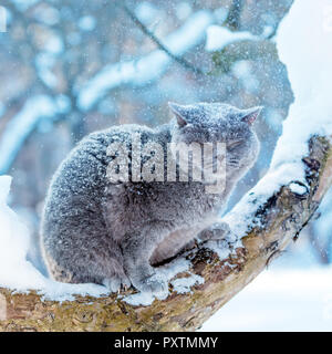 Chat British Shorthair bleu assis sur un arbre dans le jardin en hiver neige Banque D'Images