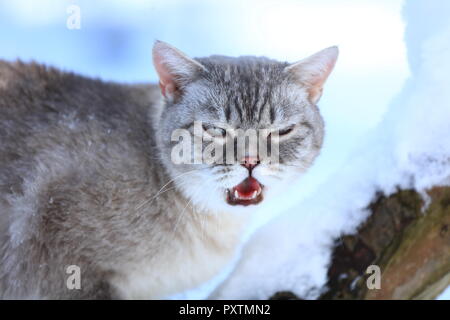 Portrait de Thai cat meowing hiver enneigé en plein air Banque D'Images