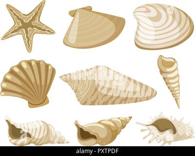 Différents types de coquillages de couleur brune illustration Illustration de Vecteur