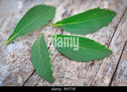 Les feuilles de Stevia, une alternative pour le sucre ont beaucoup de valeur médicinale Banque D'Images