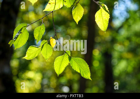 Feuilles vert-jaune sur les branches fines sur fond naturel floue à l'automne de l'année Banque D'Images