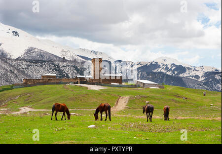 La Géorgie, Ushguli, pâturage chevaux en face de l'église de Lamaria Banque D'Images