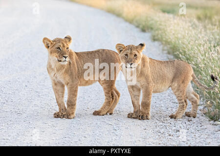 Le Botswana, Kgalagadi Transfrontier Park, jeunes lions, Panthera leo, debout sur la route de gravier Banque D'Images