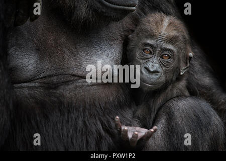 Portrait de gorille bébé près de mère Banque D'Images