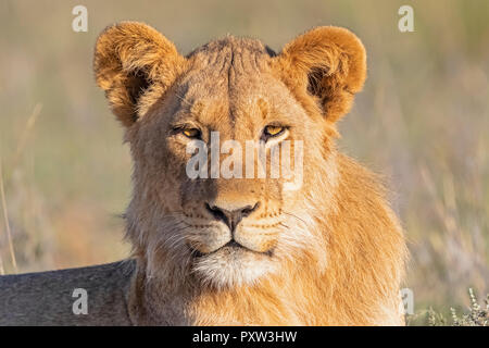 Le Botswana, Kgalagadi Transfrontier Park, portrait de jeune lion Banque D'Images