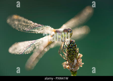 Dard commun firefly, Sympetrum striolatum, planant au-dessus de fleur Banque D'Images