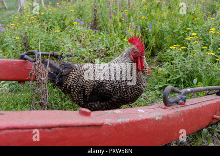 Poulet Dumpy Sylvestre UK race enregistré dans 900AD, également connu sous le nom de Bakies Stumpies, Dadlies, hoodies, ou des voyous. 'A' rampantes donnant des gènes il jambes courtes. Banque D'Images