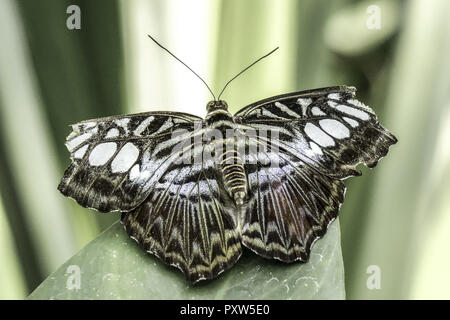 Tropischer Schmetterling, Blauer Klipper (Parthenos sylvia lilacinus), Papillon Tropical, Bleu Clipper (Parthenos sylvia lilacinus), Papillon, Tropi Banque D'Images