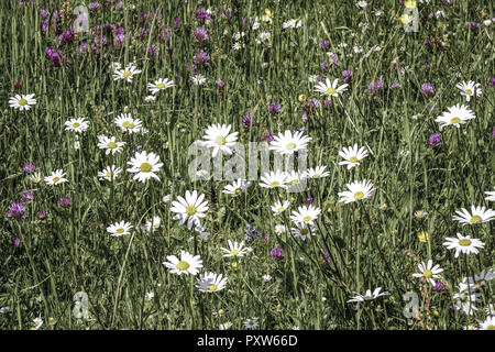 Wiese mit Magerwiesen-Margeriten (Leucanthemum vulgare), Wiesen-Margerite Wiesen-Wucherblume oder auch, Deutschland, Europa Banque D'Images