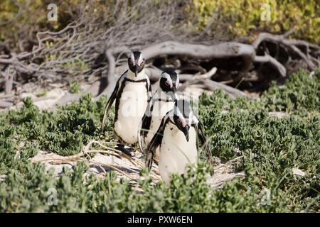 L'Afrique, Simon's Town, Boulders Beach, Brillenpinguin, trois pingouins à pieds noirs, marche Spheniscus demersus Banque D'Images