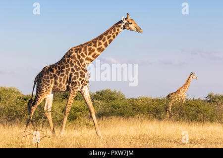 Le Botswana, Kalahari central Kalahari Game Reserve, girafes Giraffa camelopardalis, marche Banque D'Images