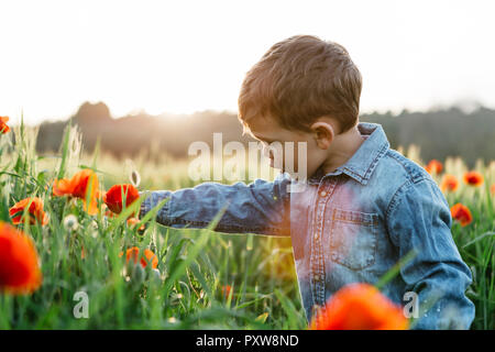 Garçon dans un champs de coquelicots au printemps Banque D'Images