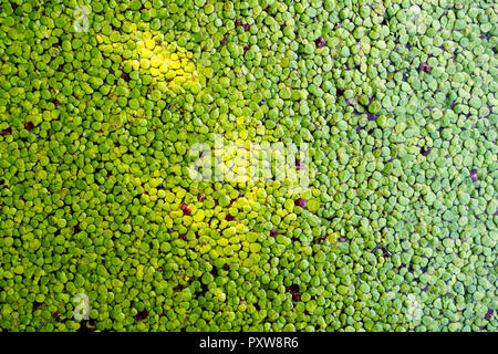 Lentilles d’eau Banque D'Images