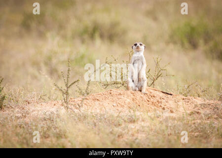 Cute little meerkat assis au soleil à l'extérieur de son terrier Banque D'Images