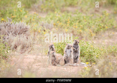 Clan adorable de spermophiles assis à l'extérieur de leur terrier. Banque D'Images