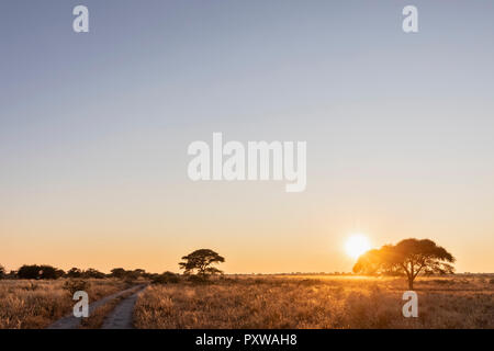 L'Afrique, Botswana, Central Kalahari Game Reserve, piste de sable au lever du soleil Banque D'Images