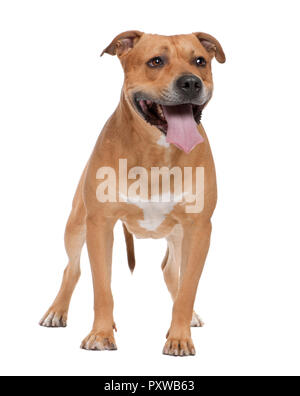 American Staffordshire terrier (4 ans) en face d'un fond blanc Banque D'Images