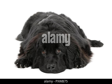 Chien de Terre-Neuve, à l'âge de 10 mois, in front of white background, studio shot Banque D'Images