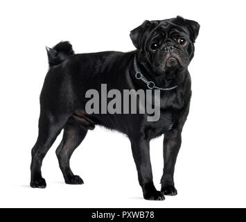 Le PUG, 1 ans, in front of white background, studio shot Banque D'Images