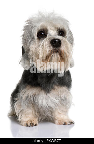 Dandie Dinmont Terrier, 2 ans, in front of white background Banque D'Images