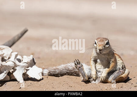 Le Botswana, Kalahari central Kalahari Game Reserve, Unstriped spermophiles, HA83 rutilus Banque D'Images