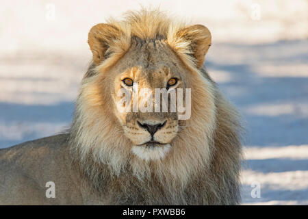 Le Botswana, Kgalagadi Transfrontier Park, lion, Panthera leo, homme Banque D'Images