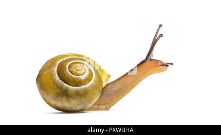 Grove escargot ou brown-labiés, escargot Cepaea nemoralis, in front of white background Banque D'Images