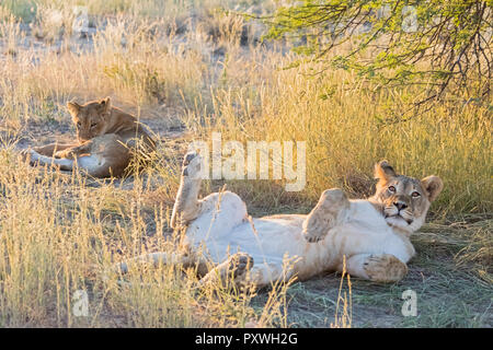 Le Botswana, Kgalagadi Transfrontier Park, lion, Panthera leo Banque D'Images