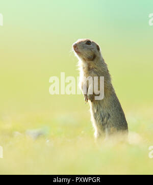 Prairie Dog sur terrain en été Banque D'Images