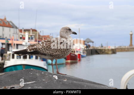 Jeune goéland debout près du marché aux poissons dans le port de Whitby, North Yorkshire, Angleterre. Banque D'Images