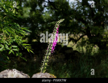 Une manette de la digitale pourpre Pourpre fleurs isolé sur un fond d'arbres et les feuilles dans l'ombre. Les fleurs sont de prendre le soleil de printemps. Banque D'Images