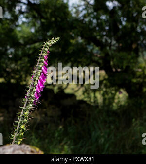 Une manette de la digitale pourpre Pourpre fleurs isolé sur un fond d'arbres et les feuilles dans l'ombre. Les fleurs sont de prendre le soleil de printemps. Banque D'Images