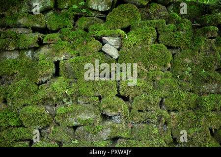 Un vieux mur de pierres sèches en Angleterre, couvert et couverts de mousse. Au milieu sont deux des pierres qui ont été remplacés, propres et nouvelles. Banque D'Images