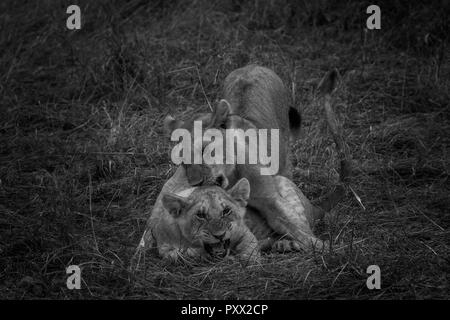 Cette image du Lion's cub jouer est prise à Masai Mara au Kenya. Banque D'Images