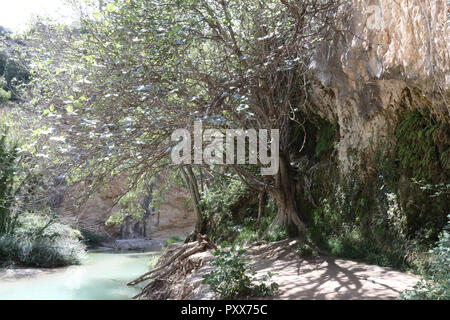 Un grand arbre avec des branches sèches et quelques feuilles s'appuyant sur un chemin et un étang d'eau, en été, dans le canyon de la rivière Vero dans Alquezar, Espagne Banque D'Images