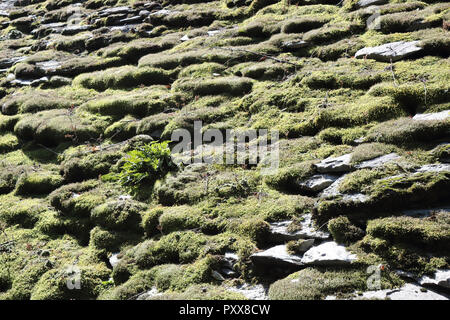 Un toit en pavillon rural type de mousse et de lichens carreaux couverts au cours d'un été ensoleillé dans le piémont des Alpes, Italie Banque D'Images