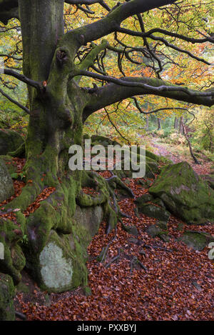 Vieux hêtre à côté du chemin dans Padley Gorge, Peak District, Derbyshire, Angleterre. Scène d'automne avec les feuilles tombées entre les racines rampantes. Banque D'Images