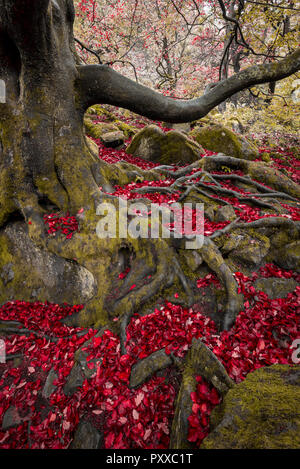 Vieux Chêne à côté de la voie dans la gorge, Padley Peak District, Derbyshire, Angleterre. Collection automne scène avec feuilles tombées entre les racines rampantes. Une image. Banque D'Images