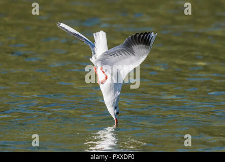 Black-Headed Gull (Chroicocephalus ridibundus) plongée dans l'eau à l'automne dans le West Sussex, Angleterre, Royaume-Uni. Banque D'Images