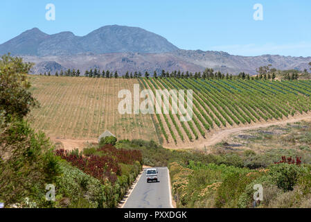 La propriété viticole de Waterkloof à Somerset West, Western Cape, Afrique du Sud. Une vue sur la montagne. Hottenttot Banque D'Images