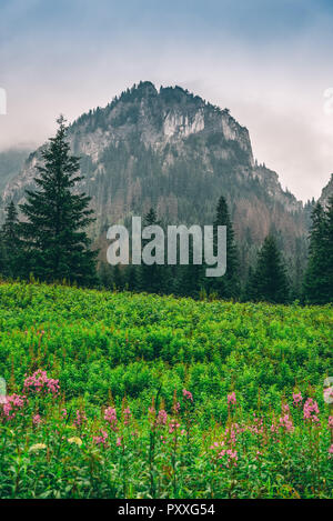 Beau paysage en haute montagne avec pré vert juste sous la montagne. Banque D'Images