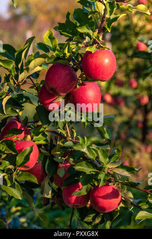 Doux, rouge, pommes juteuses croissant sur l'arbre dans leur environnement naturel. Banque D'Images