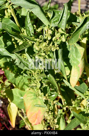 Gartenmelde, gruen, Atriplex hortensis, Banque D'Images