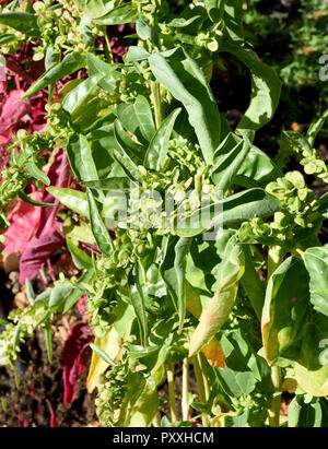 Gartenmelde, gruen, Atriplex hortensis, Banque D'Images