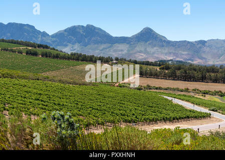 La propriété viticole de Waterkloof à Somerset West, Western Cape, Afrique du Sud. Une vue sur la montagne. Hottenttot Banque D'Images