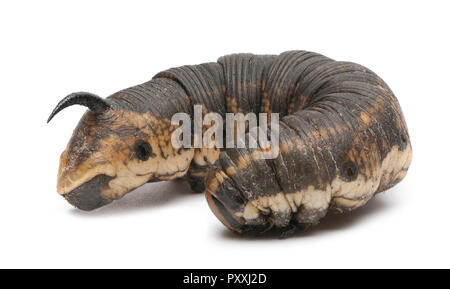 Convolvulus Hawk Agrius convolvuli, antimites, Caterpillar against white background Banque D'Images