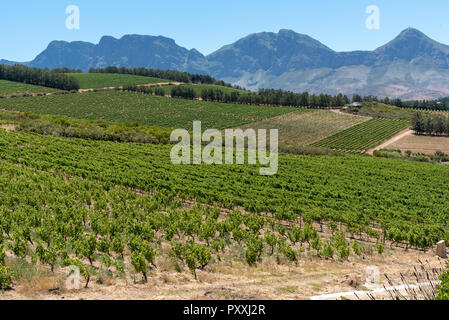 La propriété viticole de Waterkloof à Somerset West, Western Cape, Afrique du Sud. Une vue sur la montagne. Hottenttot Banque D'Images