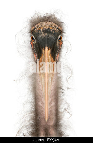 Portrait de Marabou Stork, crumeniferus Flamant rose (Phoenicopterus ruber, in front of white background Banque D'Images