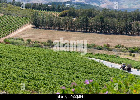 La propriété viticole de Waterkloof à Somerset West, Western Cape, Afrique du Sud. Le tracteur au travail la pulvérisation des vignes en été. Banque D'Images