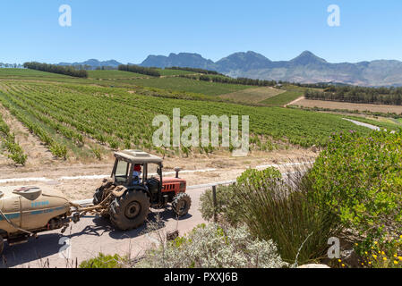 La propriété viticole de Waterkloof à Somerset West, Western Cape, Afrique du Sud. Le tracteur au travail la pulvérisation des vignes en été. Banque D'Images